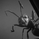 An intergalactic escaped convict sizes up its prey.